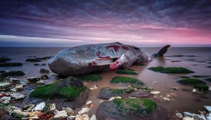 Дикая природа в кризисе