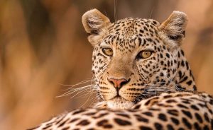 Невероятная дикая природа