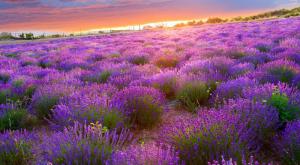 Незабываемые закаты в Тихани- цветет лаванда