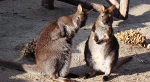 Старейший в мире зоопарк