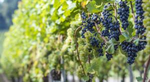 Токайские виноградники